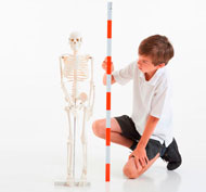 Esqueleto humano 85cm